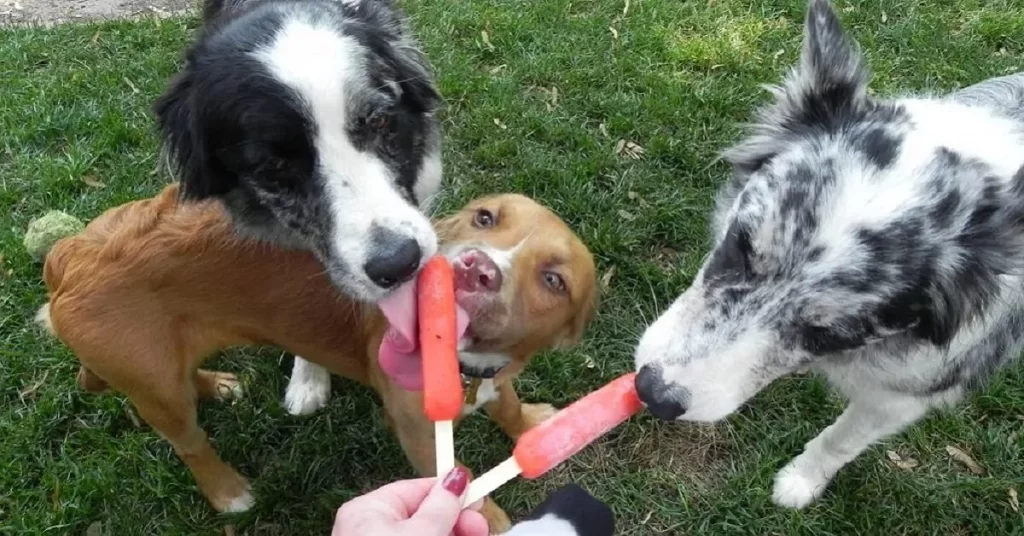 Gelato per cani fatto in casa